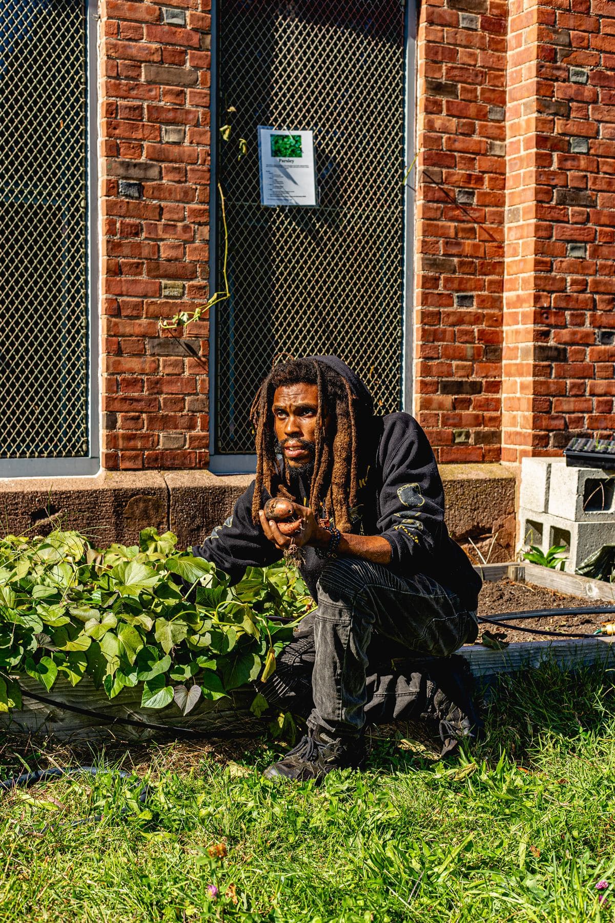 Native Praxis crouched at the edge of a raised bed against a brick building, holding a sweet potato he has just lifted, sweet potato vines spilling over the bed frame beside him.