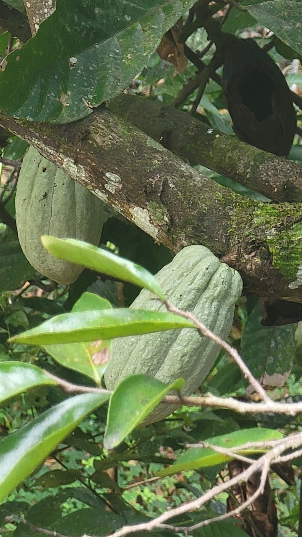 Two ridged, pale green cacao pods hanging from a moss-covered branch, glossy leaves in front and a dark dried pod in the shade behind.
