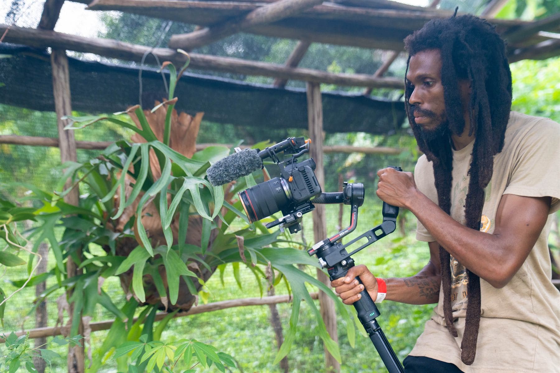 A grower with long locs films with a cinema camera on a handheld gimbal, a furry shotgun microphone on top, inside a shade-net plant house of rough timber, a large staghorn fern beside him.