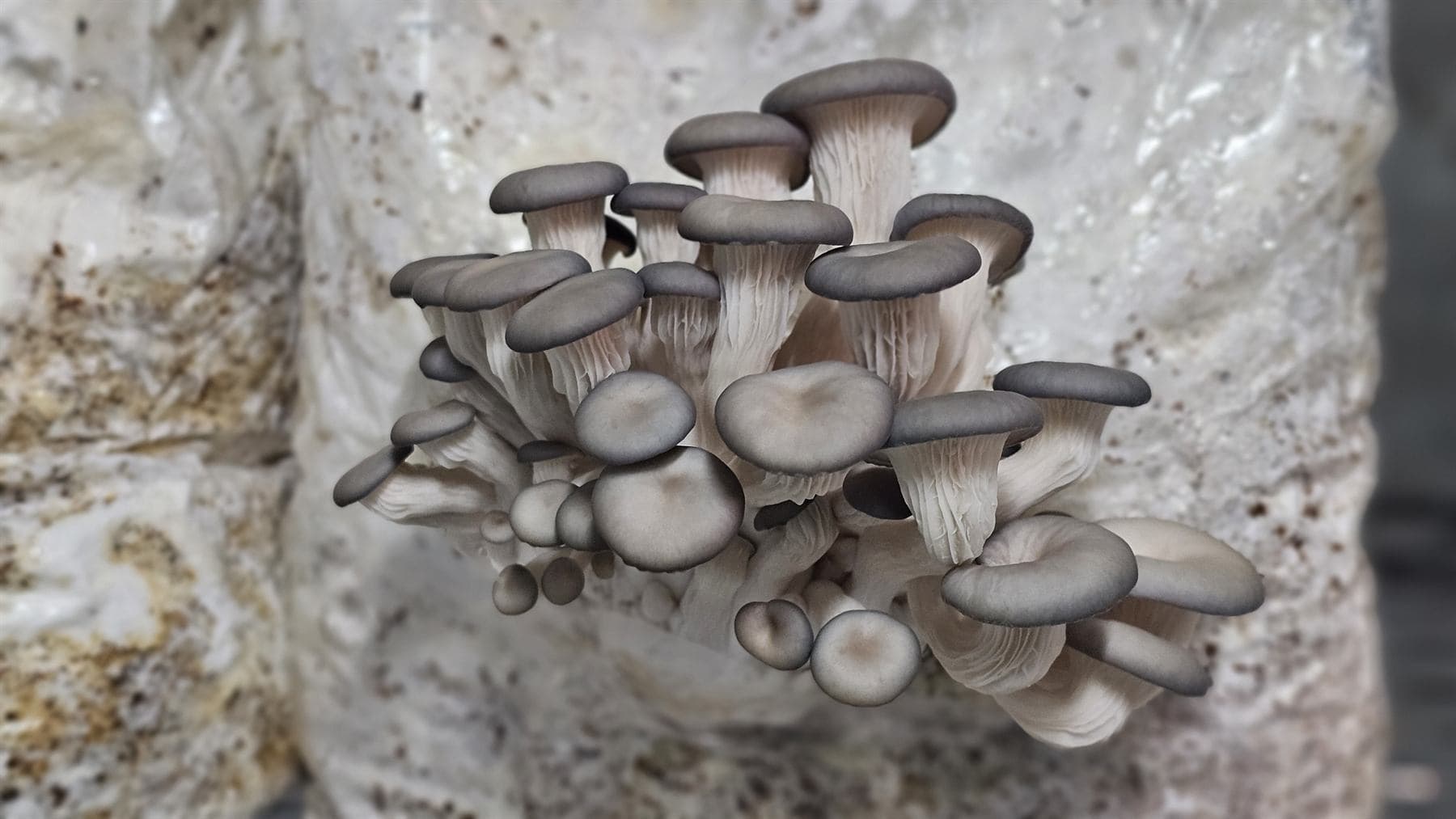 A dense cluster of grey-blue oyster mushrooms, caps stacked over pale ridged gills, fruiting from a white bag of colonised substrate.